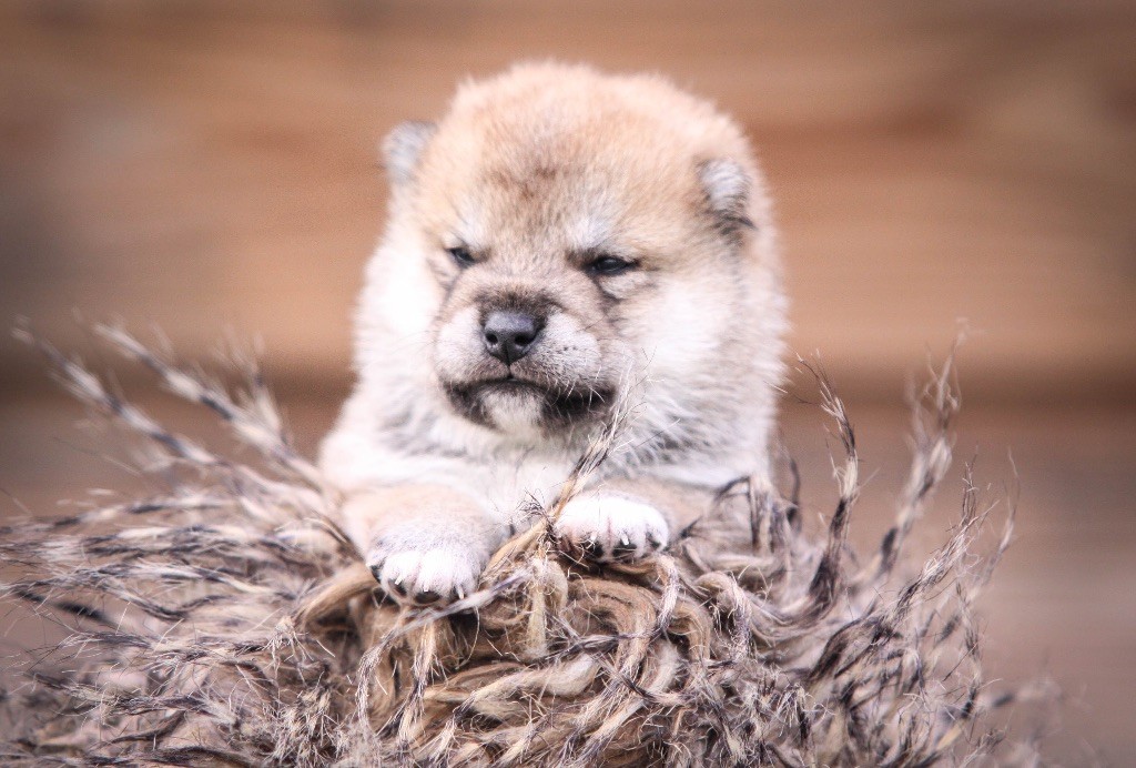 Au Domaine D’Osaki - Chiots disponibles - Shiba