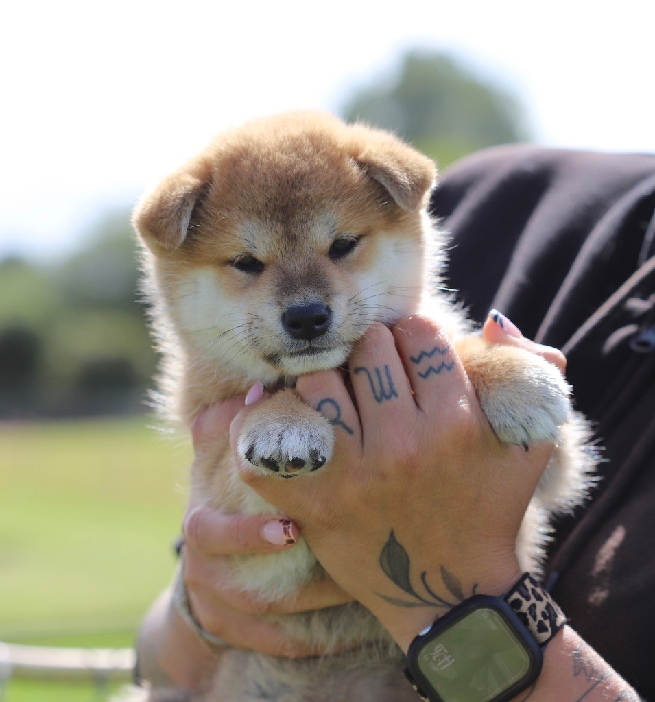 Au Domaine D’Osaki - Chiots disponibles - Shiba