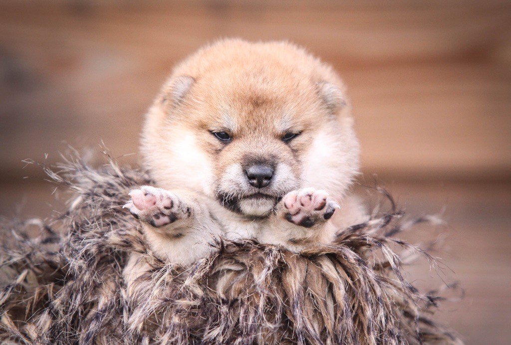 Au Domaine D’Osaki - Chiots disponibles - Shiba