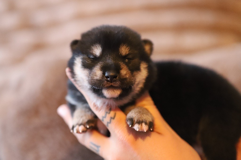 Au Domaine D’Osaki - Chiots disponibles - Shiba