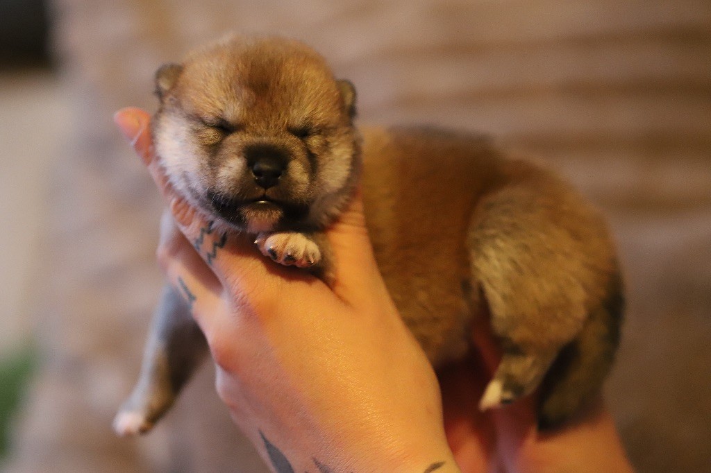 Au Domaine D’Osaki - Chiots disponibles - Shiba